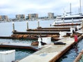 sea Ã¢â¬â¹Ã¢â¬â¹lions lie on a boat pier Marina Del Rey Los Angeles